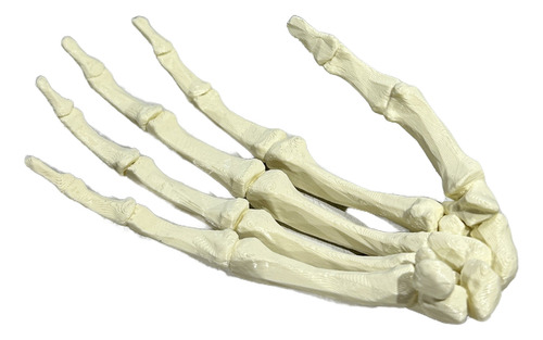 Huesos De La Mano - Impresión 3d