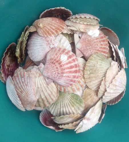 6 Caracoles Veiras Shell (8 A 10,5cm)rest Artesanias Pecera Sin Variantes (Usado)