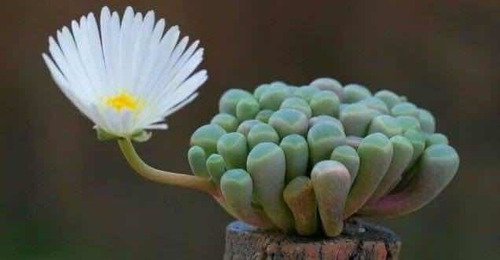 Frenestraria Aurantiaca Suculenta Africana Lithops Cactus