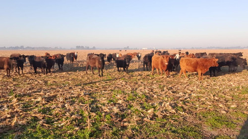 Campo En  Coronel Vidal 