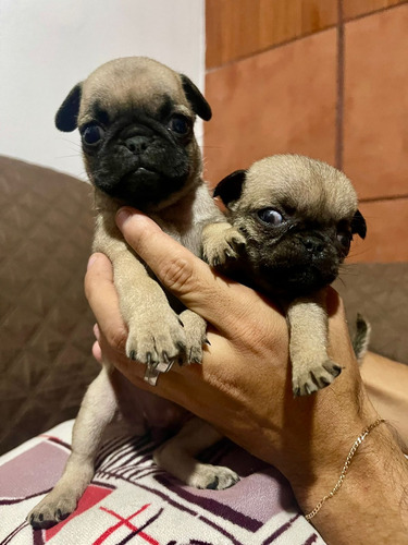 Hermosos Pug Entrega Inmediata