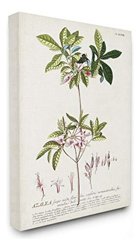 Stupell Industries Botanical Plant Illustration Pink Flowers