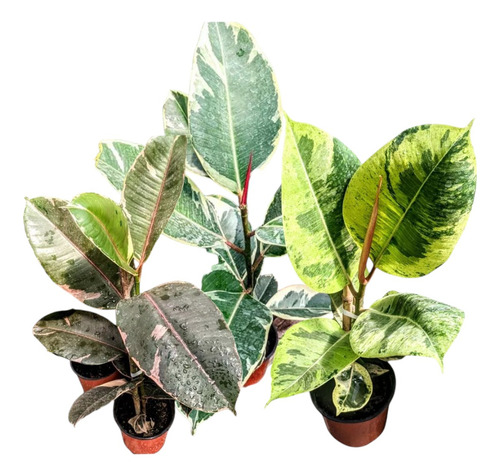 Ficus Elástica Colección- Gomero - Ruby - Variegado - Lemon