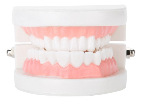 Modelo De Dentadura Dental 28pcs Estándar De Dientes Adultos