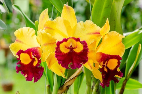 Orquídea Cattleya Kit Com 03 Mudas Adultas Pote Nº 15 | Frete grátis