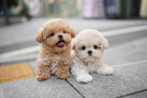 Cachorros French Poodle Tacita Adorables.