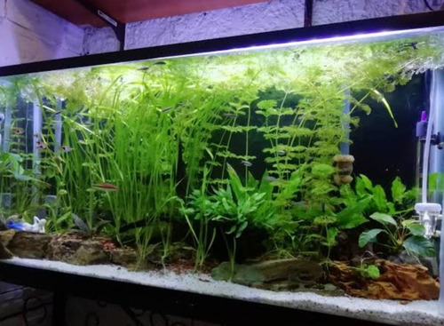 Abonos Acuario 500 Ml Potasio Nitrato Hierro Fósforo Micros.