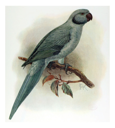 Keulemans - Aves - Ilustración Loros 1 - Lámina 45x30 Cm.