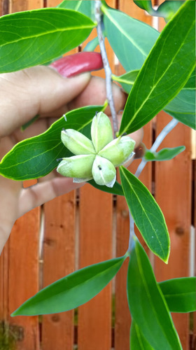 Arbol Nueces De Lavado / Sapindus Saponaria / Jabon Natural