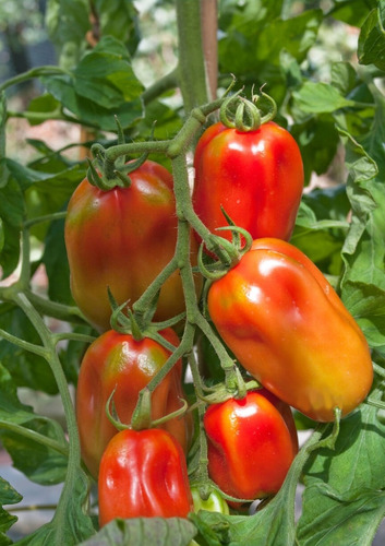 Semillas Tomate San Marzano Italiano Ideal Conservas Y Salsa