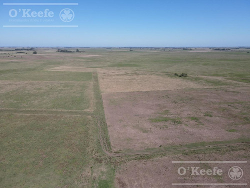 Campo Mixto En Venta De 228 Has Sobre Ruta 29 -en Brandsen