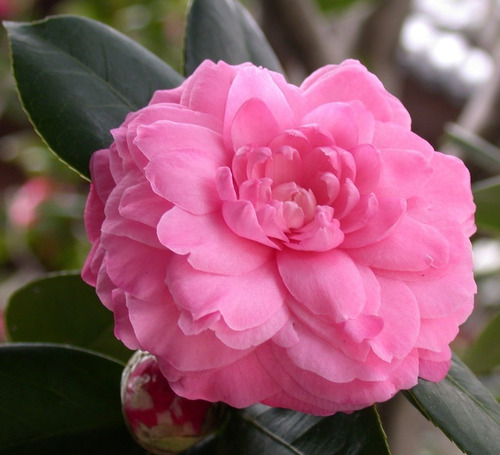 Imagen 4 de 5 de Aceite Camelia Organico 4 Oz