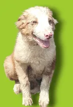 Comprar Border Collie Rojo Mirlo Macho Con Pedigree Internacional 