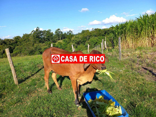 Imagem 3 de 10 de Sitio A Venda Em Ibaiti Pr - 641