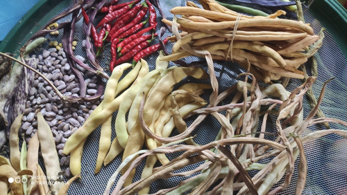 Mix Semilla Porotos Variado A Elección Cinco Variedades