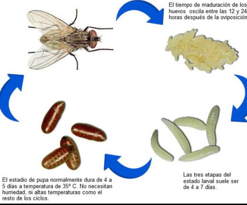 Moscas Polinizadoras X 2.000 Pupas EnvĂos.