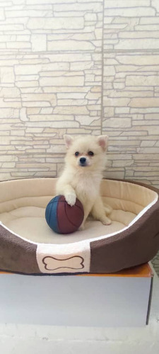 Imagen 2 de 3 de Cachorros Pomeriana Hembra Y Macho