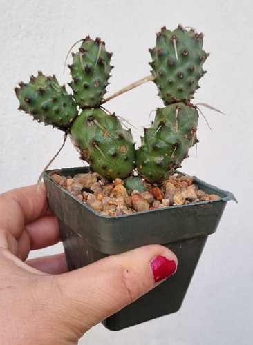Tephrocactus Articulatus Cactus De Coleccion Nro 8