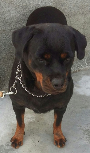 Filhotes De Rottweiler !! Alto Padrão Genético