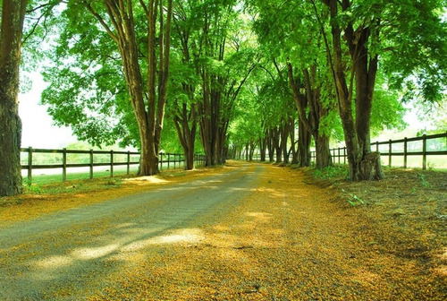 Terreno Condomínio Em Jaguariúna, Reserva Santa Izabel (direto Com O Proprietario)