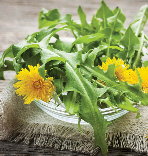 Imagem 3 de 10 de 50 Sementes De Dente De Leão Dandelion Taraxacum Flor Erva