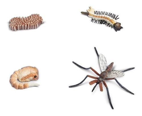 Ciclo De La Vida Mosquito Aprendizaje Insecto Montessori