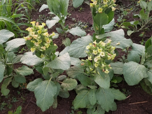 Nicotiana Rustica | Picietl, Tabaco Azteca