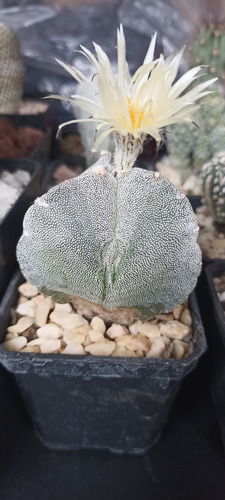 Astrophytum Myriostigma Tricostatum, 3 Costillas, Nv