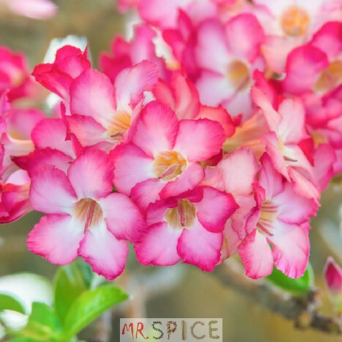 500 Sementes Da Flor Mini Azaleia De Cores Sortida P/ Jardim