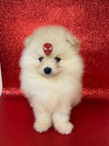 Spitz Alemão Anão / Lulu Da Pomerania - Machos