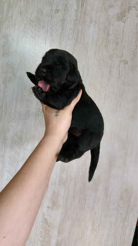Imagen 6 de 9 de Cachorros Labrador