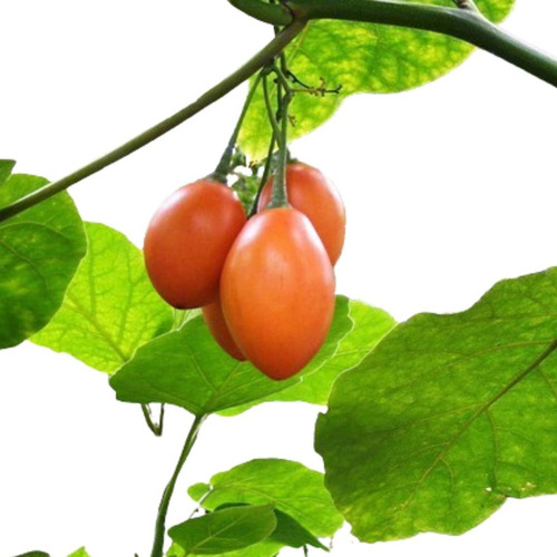 Chilto Tomate Del Árbol Solanum Betaceum Frutal Nativo