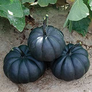 Semillas Exóticas De Calabaza Negra | Paquete De 10 Semillas