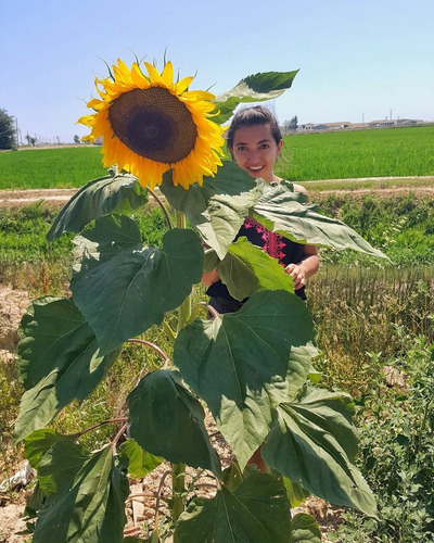 10 Semillas Autentico Verdadero Girasol Mamut Ruso Gigante