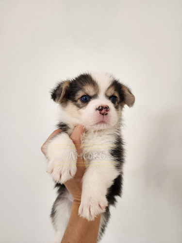 Welsh Corgi Pembroke