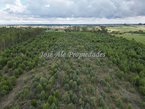 En Venta Campo De 8 Ha Y 8 Hectáreas Y 7883 Metros En Radia
