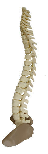 Columna Vertebral Completa - Encastrable Impresion 3d