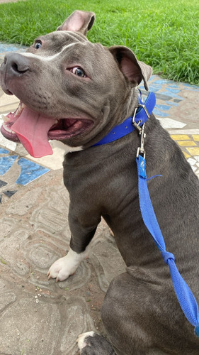 American Bully  