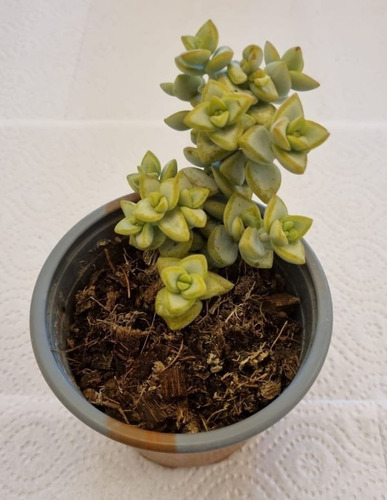 Crassula Rupestris