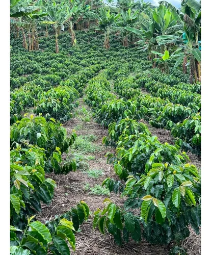 Se Vende Finca Cafetera Tecnificada En Armenia - Quindío