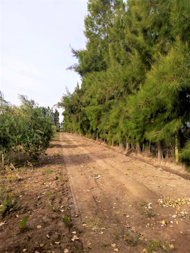Imagen 7 de 10 de Finca En Venta En Lavalle Mendoza Con Cultivo