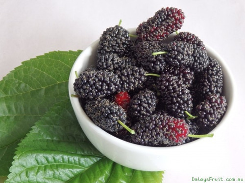 30 Sementes Amora Preta De Árvore Morus Nigra Mulberry Fruta