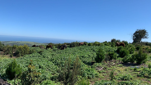 Imagen 4 de 14 de Quincheumo, Mejor Proyecto De La Zona Topocalma Pichilemu