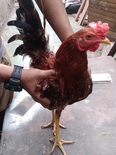 Gallo De Pelea