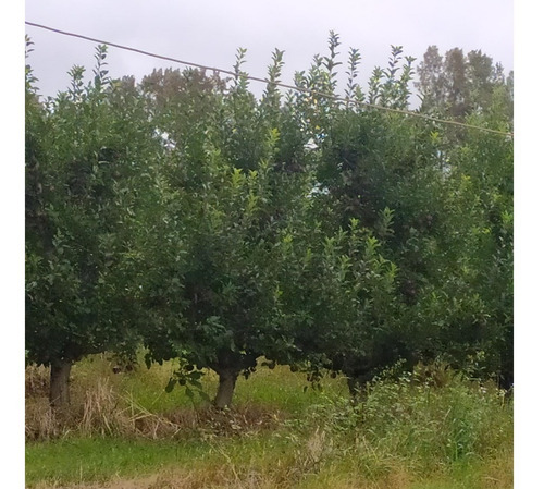 Imagen 10 de 12 de Vendo Linda Chacra Para Vivienda Permante Con Frutales Riego, Financio 50 %!!!!!!