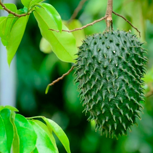 Chá De Graviola - Annona Muricata - Rico Em Fibras 100g -