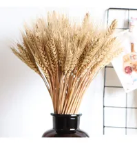 Comprar 1.000 Hastes Trigo Seco Para Decoração Convites Arranjos