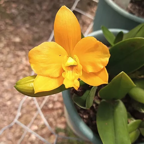 Mini Orquídea Cattleya Shiphong Amarela Laranja Coleção