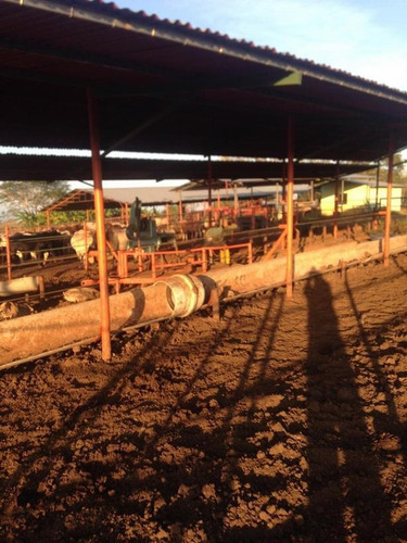 Imagen 11 de 14 de Finca En Venta Areo - Municipio Cedeño