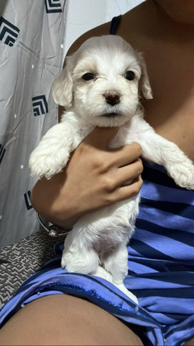 Cachorrita Vacunada Y Desparasitada, Una Poodle Mini 